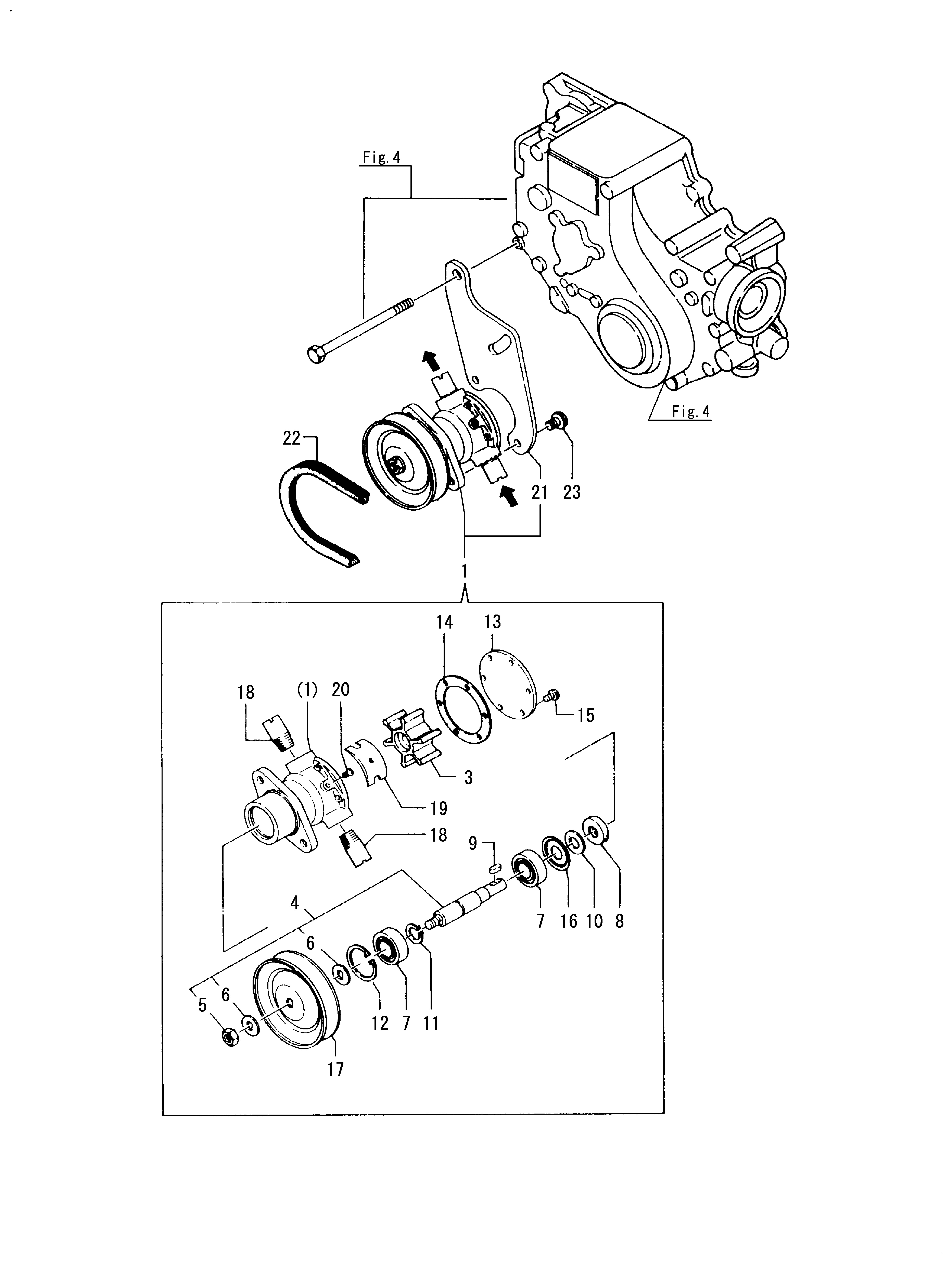 FIG 34. POMMES D'EAU DE COUVERTURE